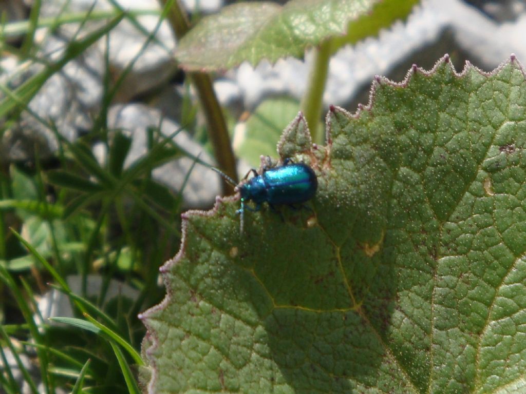 Coleottero blu ignoto: Oreina sp., Chrysomelidae